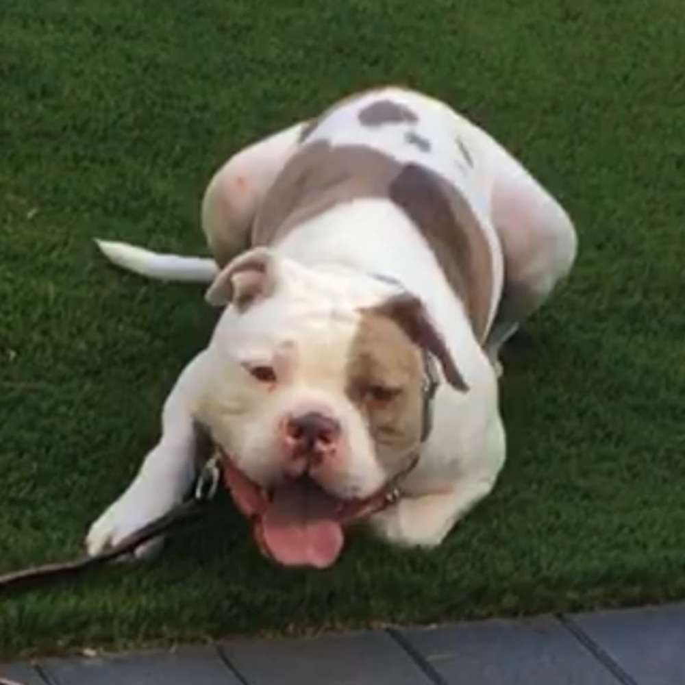 Meet your Posher, Baxter Wallace!